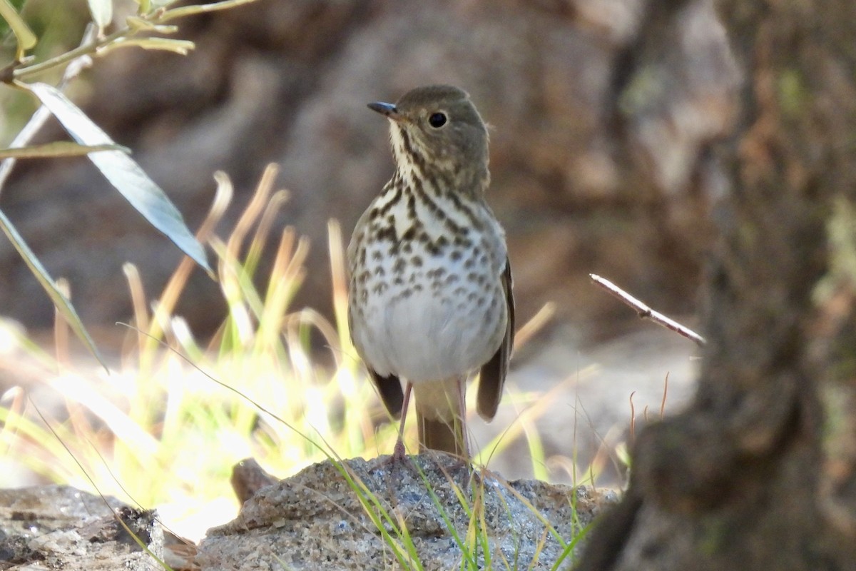 Hermit Thrush - ML644056511