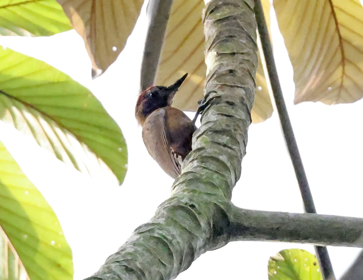 ハゲラ - ML644056514