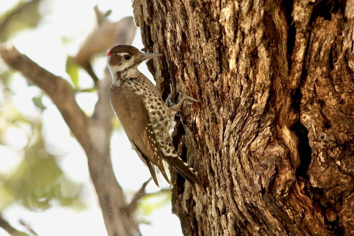 Arizona Woodpecker - ML644056524