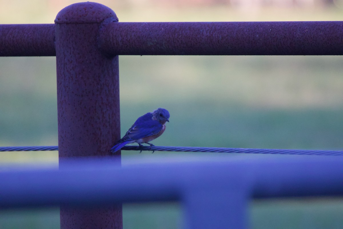 Eastern Bluebird - ML644056537