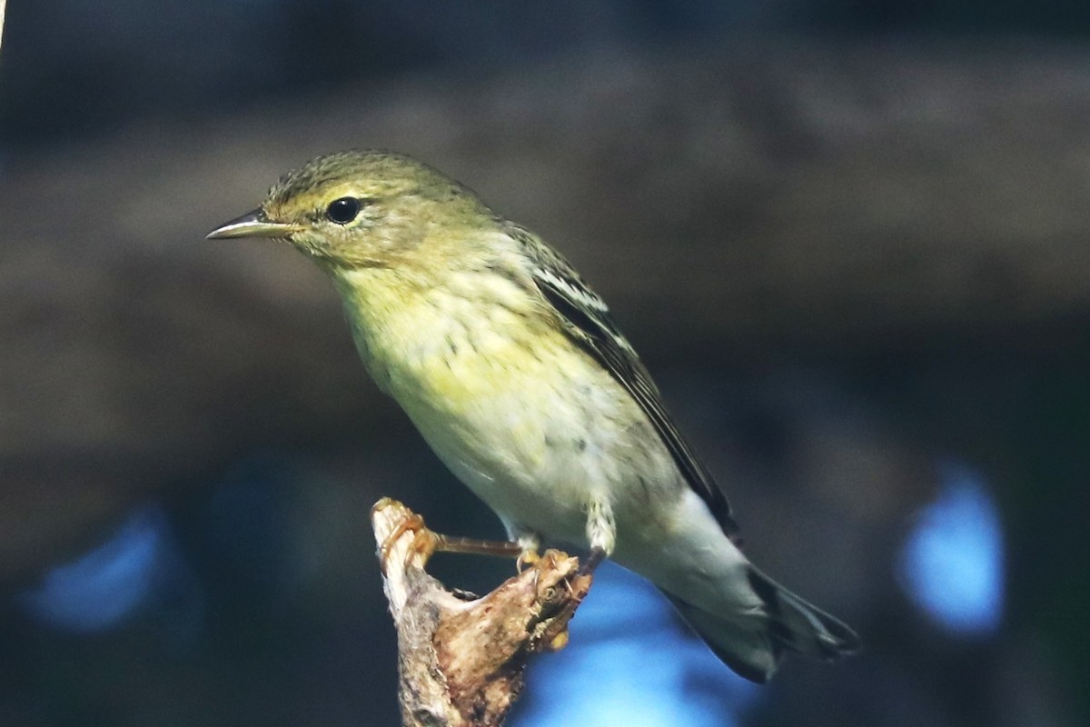Blackpoll Warbler - ML644056538