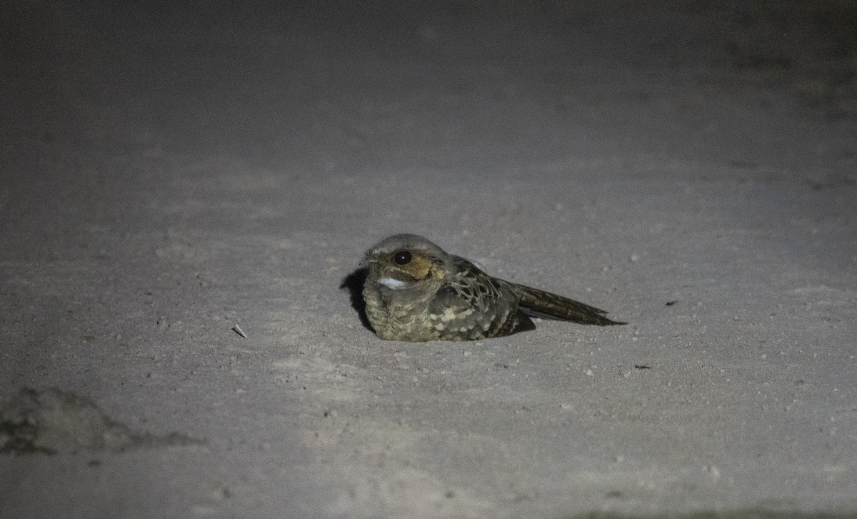 Пораке - ML644056539