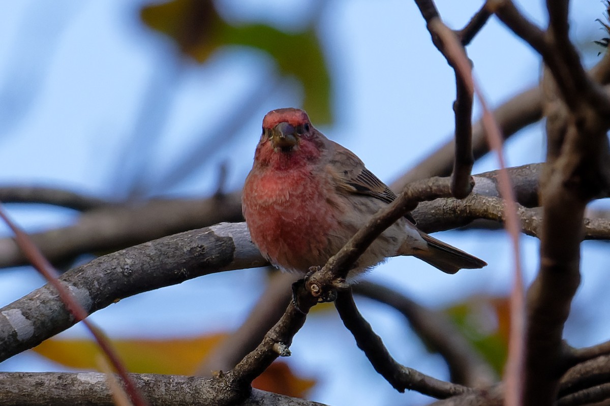Purple Finch - ML644056542