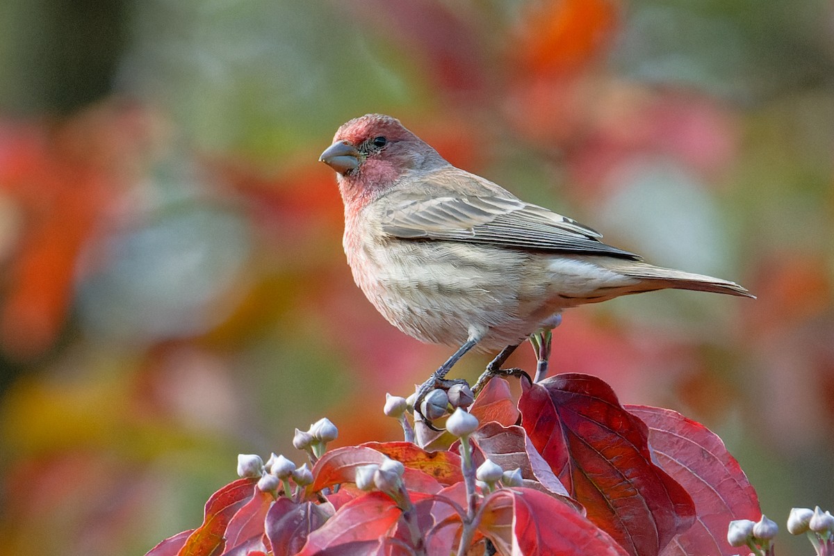House Finch - ML644056547
