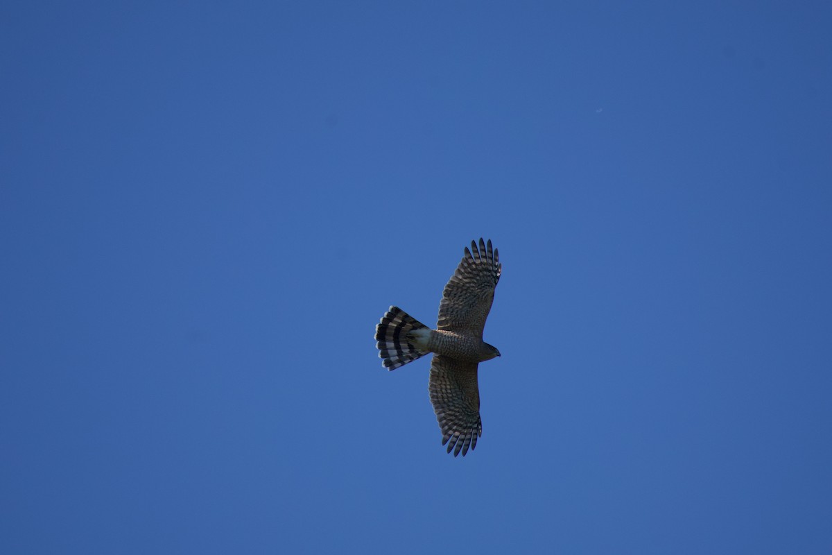 Cooper's Hawk - ML644056556