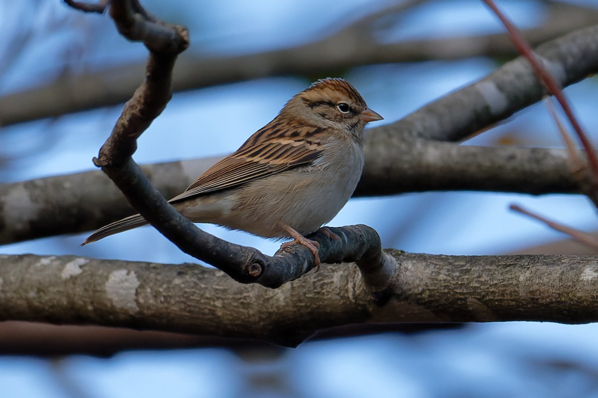 Chipping Sparrow - ML644056557