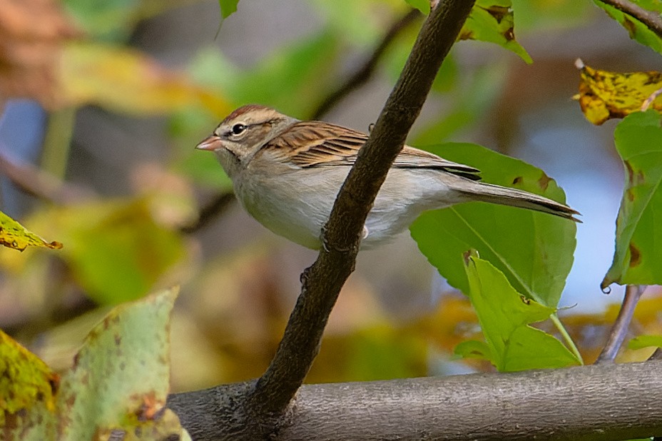 Chipping Sparrow - ML644056560