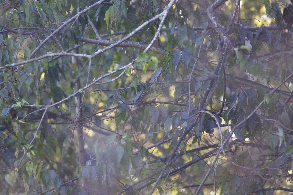 Nashville Warbler - ML644056561