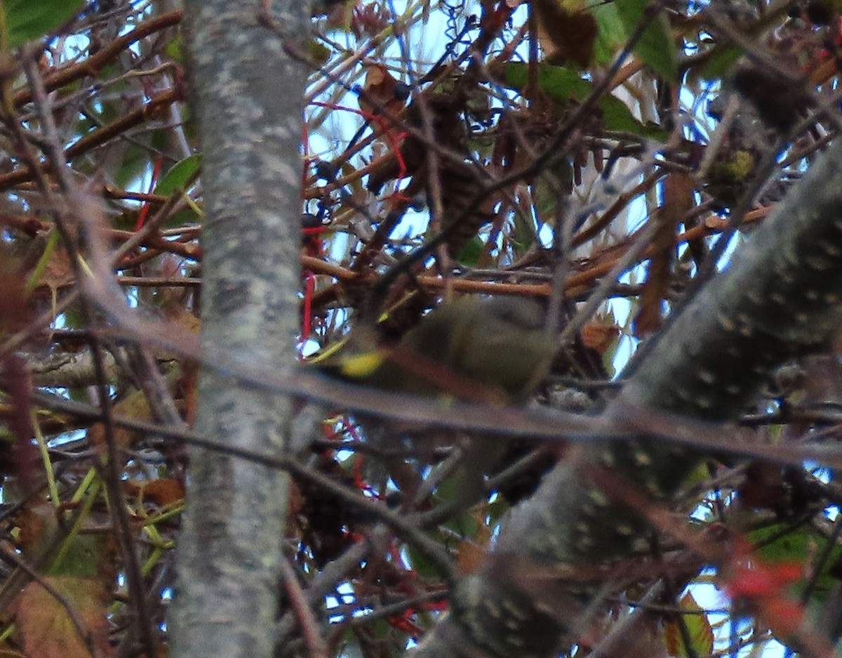 American Redstart - ML644056563