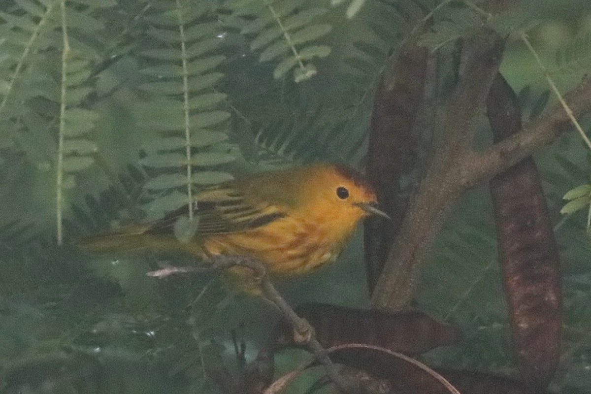 Yellow Warbler - ML644056580