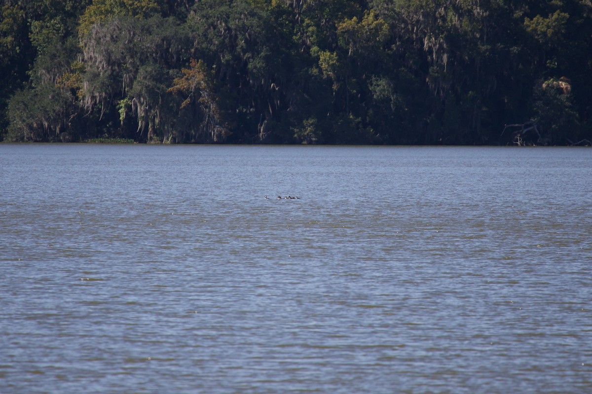 Ruddy Duck - ML644056588