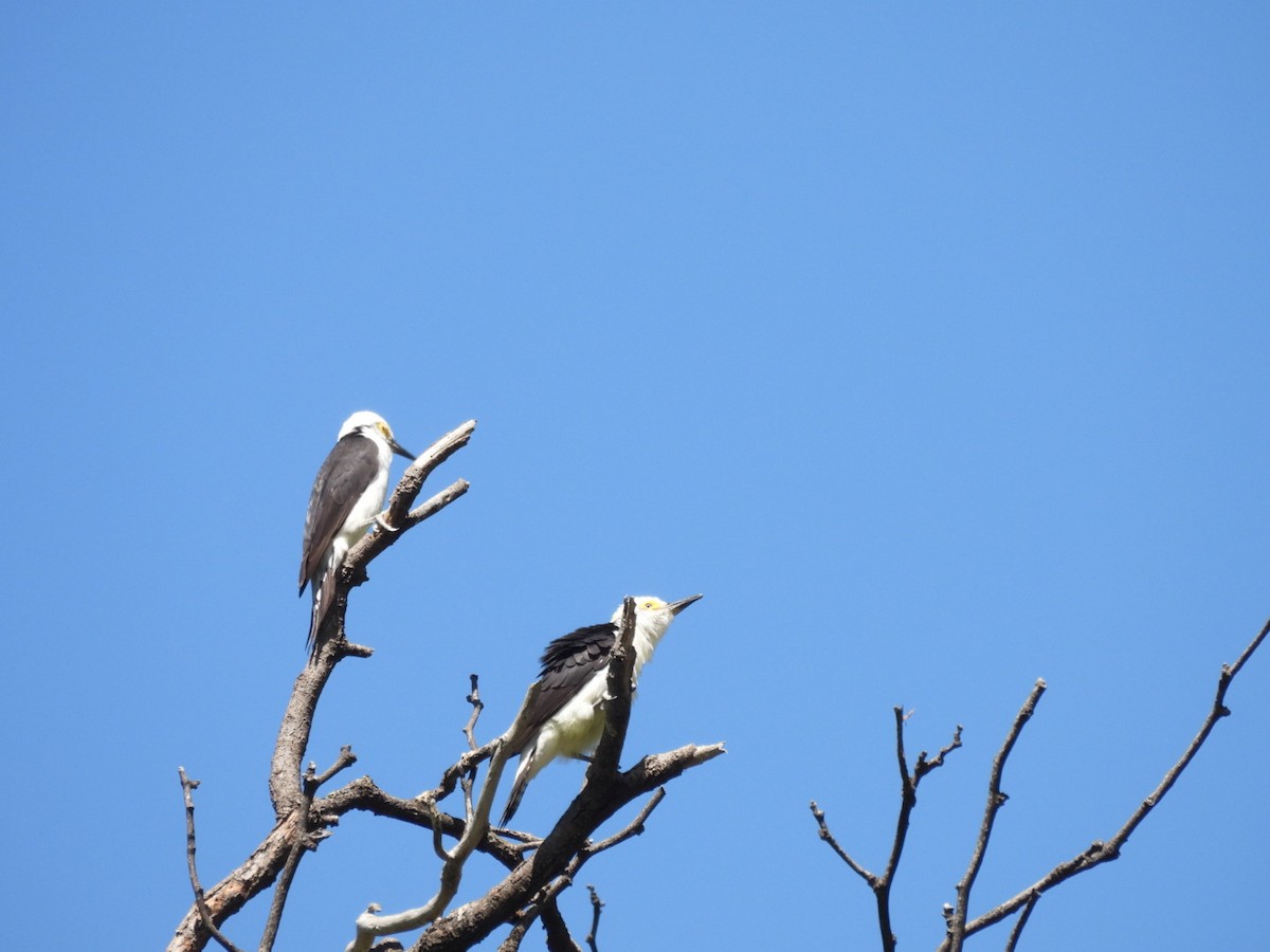 White Woodpecker - ML644056589