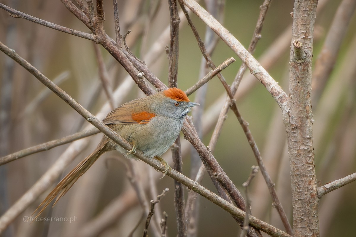Spix's Spinetail - ML644056597