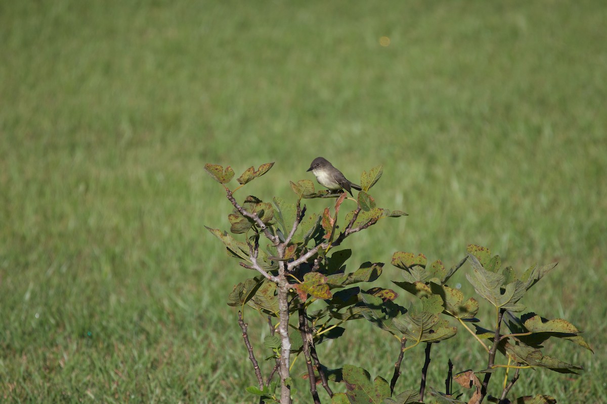 Eastern Phoebe - ML644056609