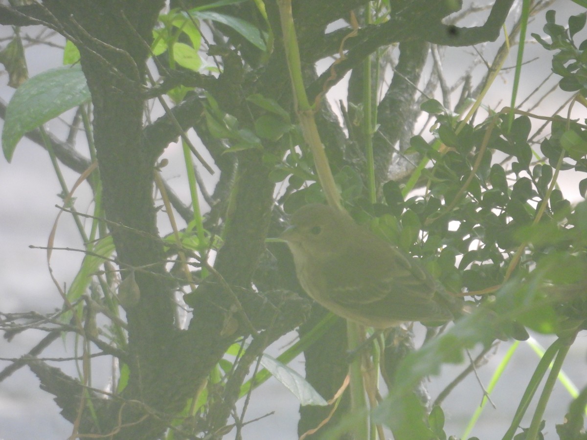 Indigo Bunting - ML644056614