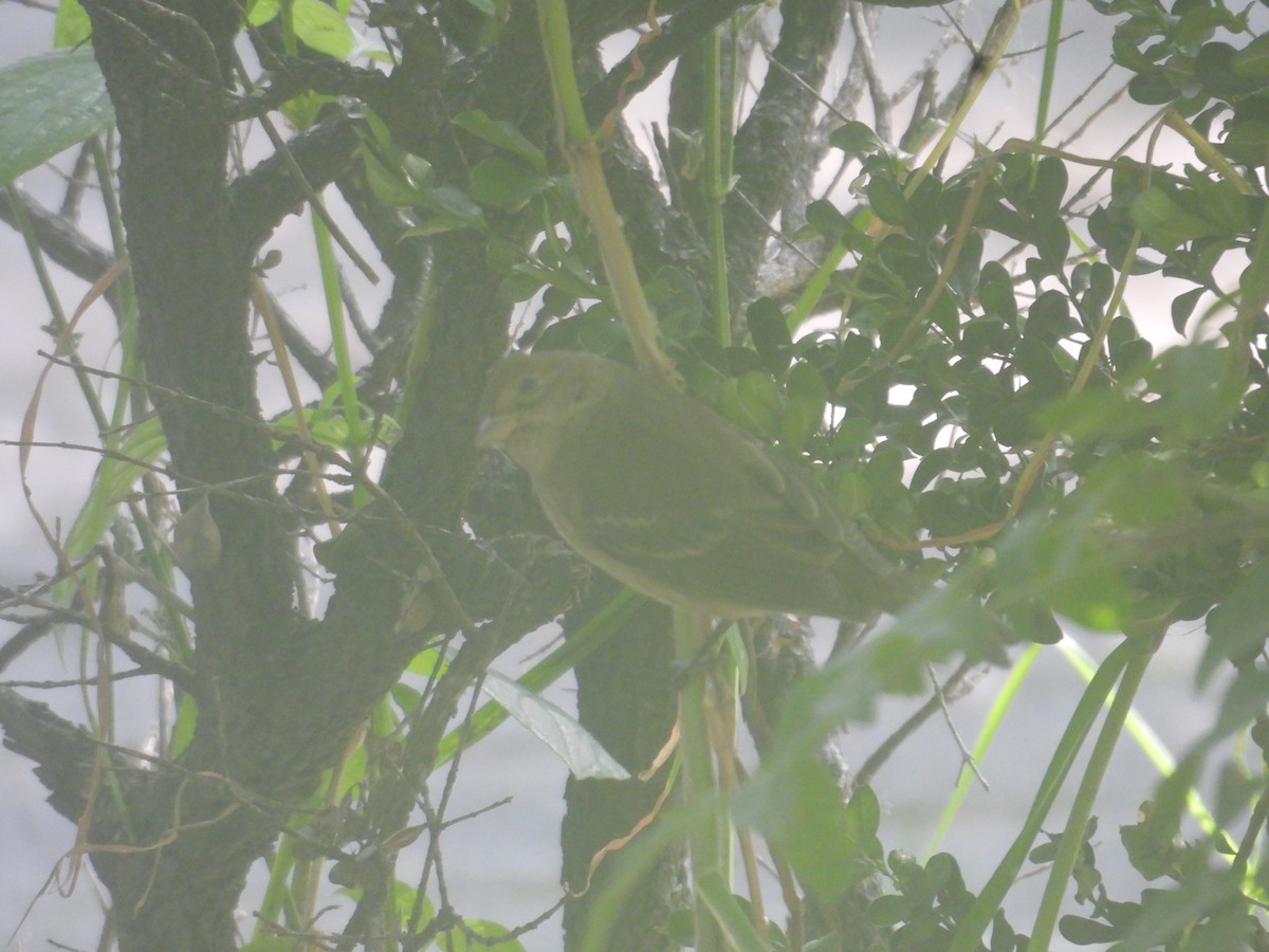 Indigo Bunting - ML644056615
