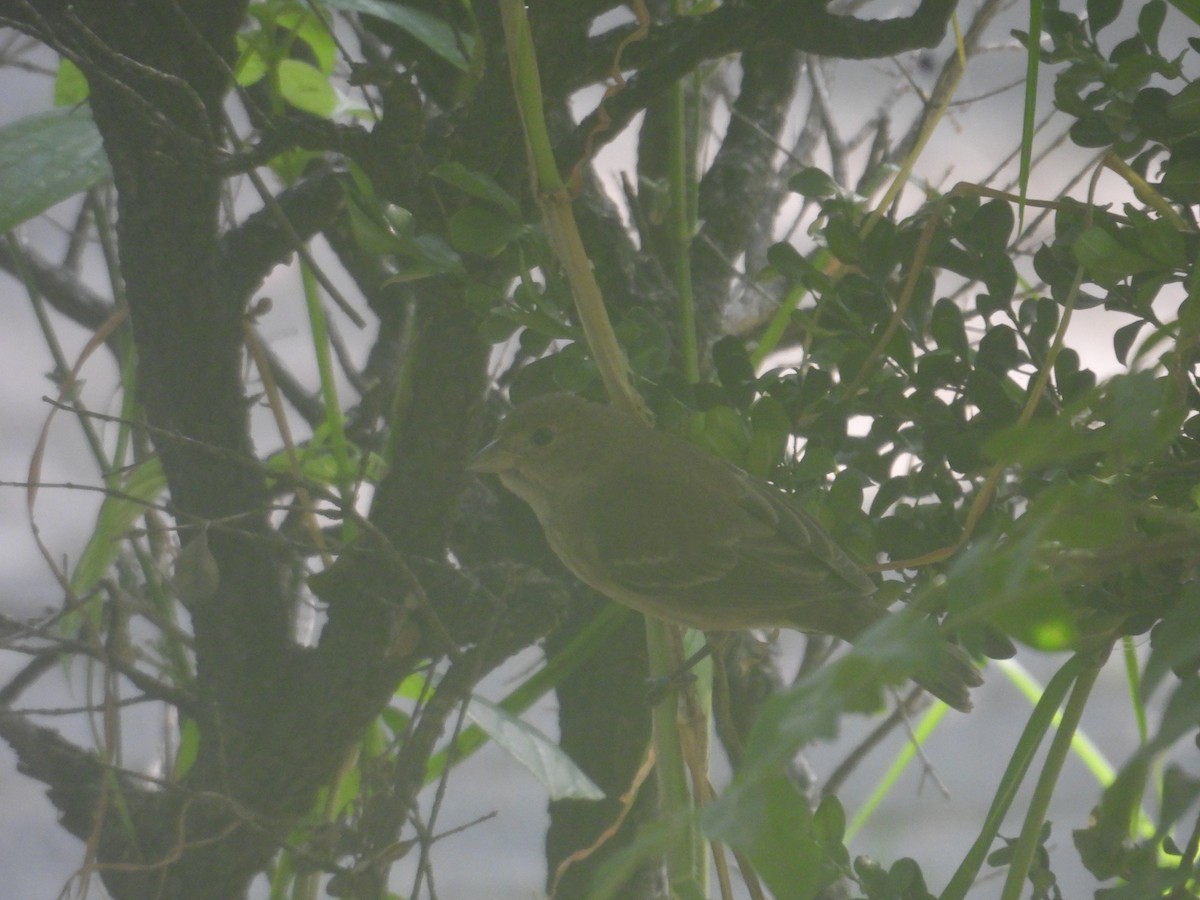 Indigo Bunting - ML644056616