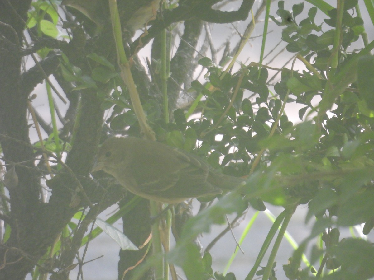 Indigo Bunting - ML644056617