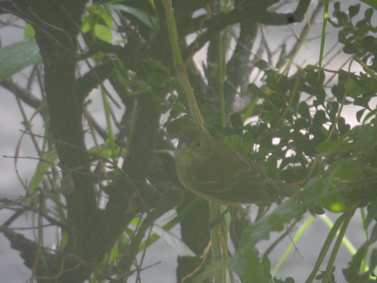 Indigo Bunting - ML644056618