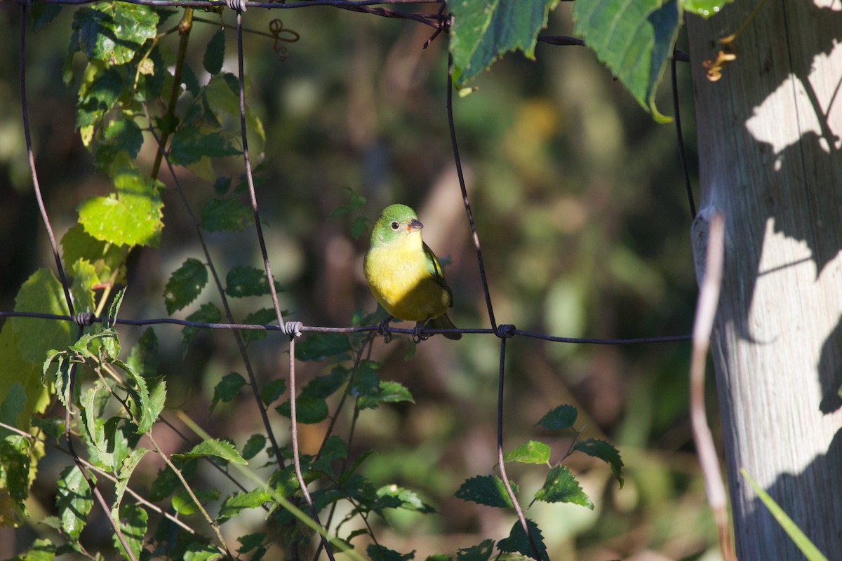 Painted Bunting - ML644056629