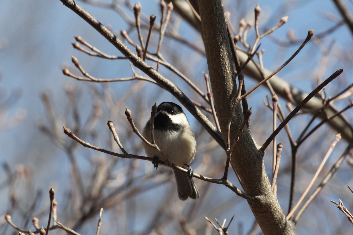 Black-capped Chickadee - ML644056645