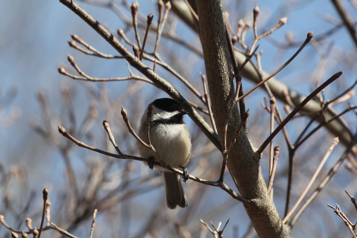 Black-capped Chickadee - ML644056646