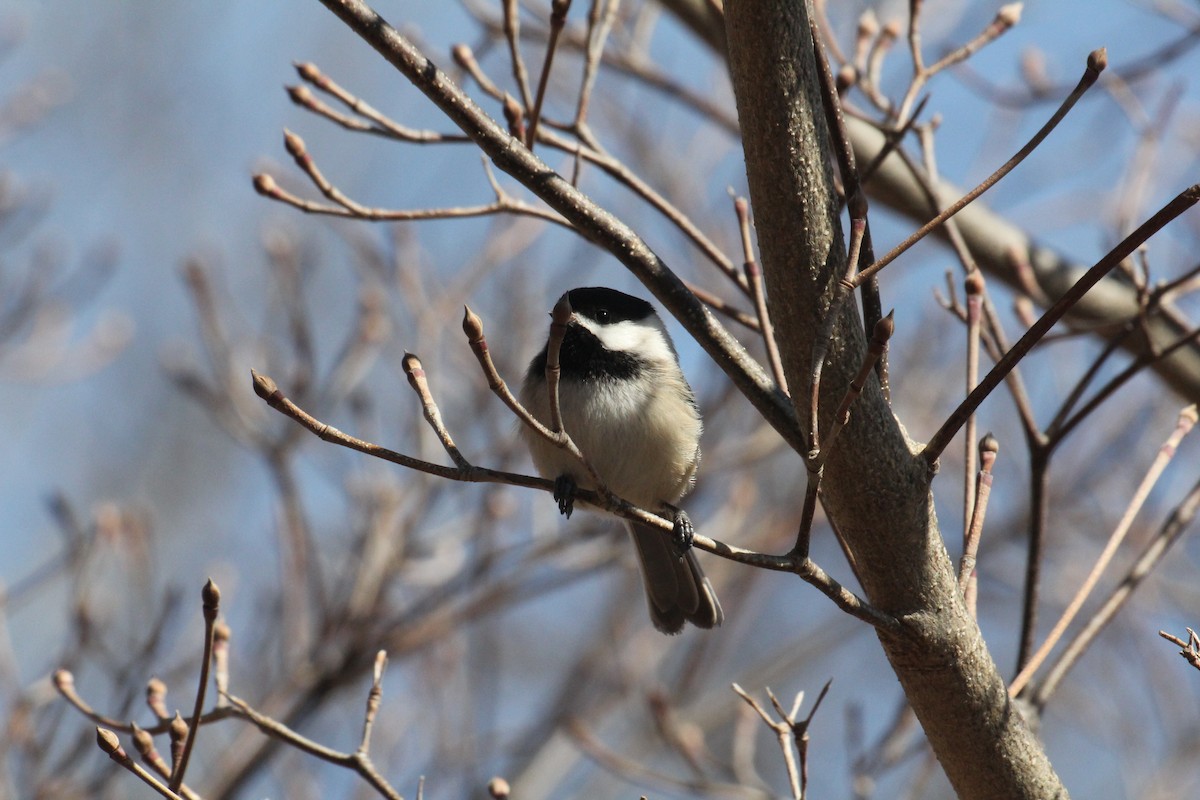 Black-capped Chickadee - ML644056647