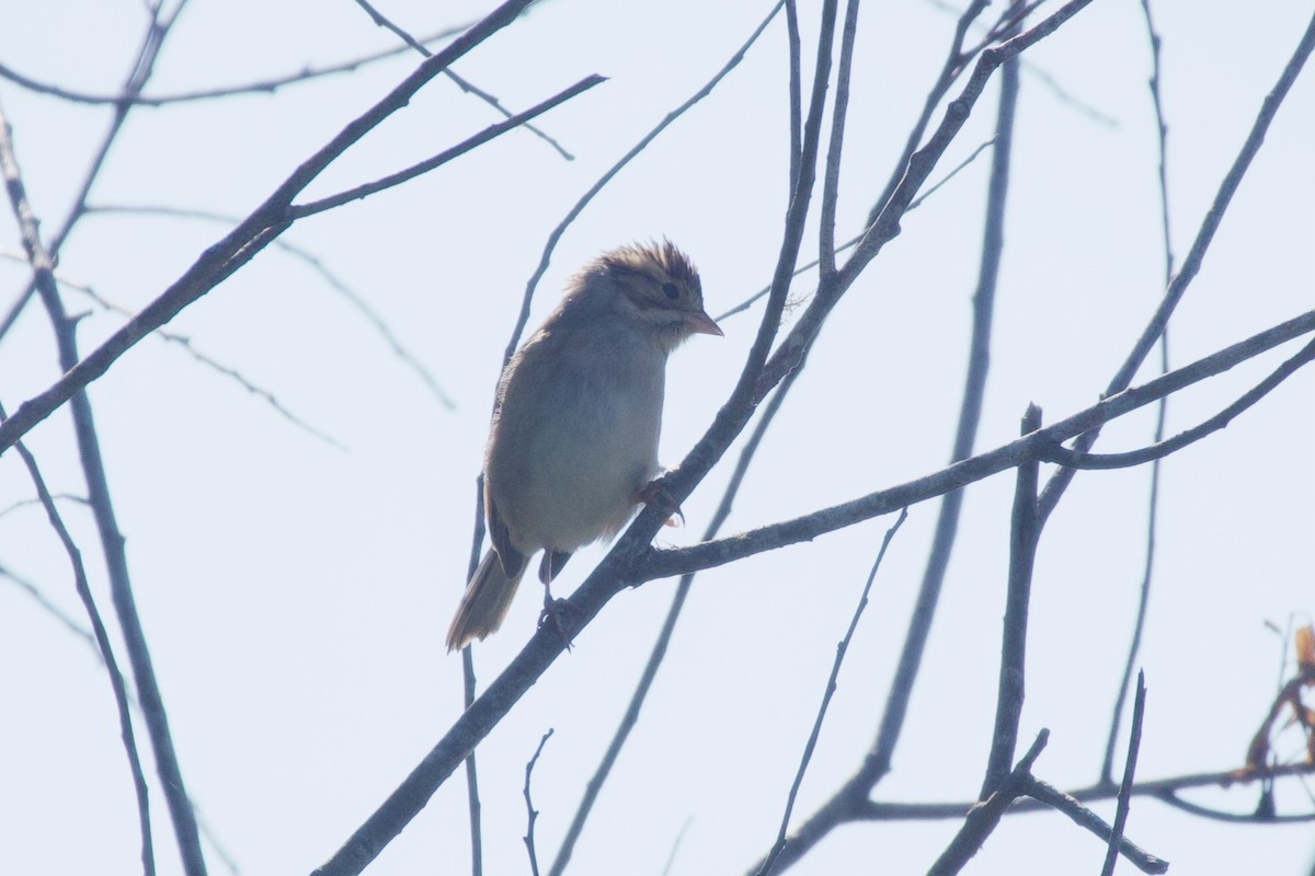 Clay-colored Sparrow - ML644056655