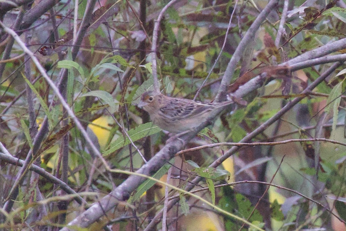 Grasshopper Sparrow - ML644056660