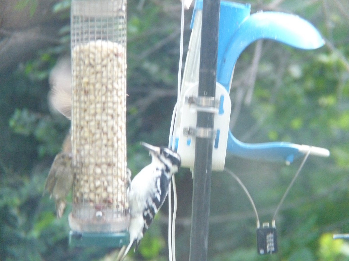 Hairy Woodpecker - ML644056667