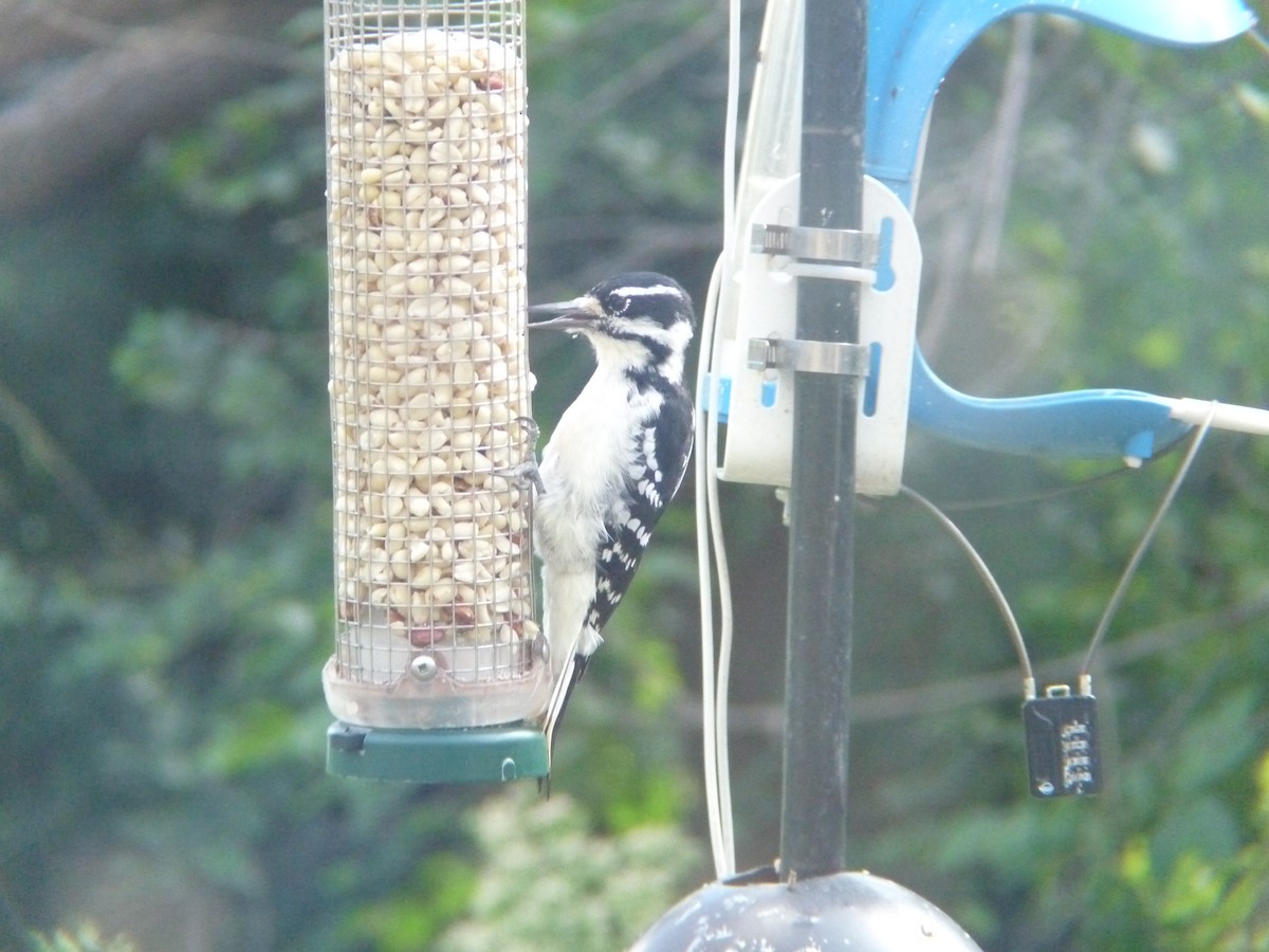 Hairy Woodpecker - ML644056670