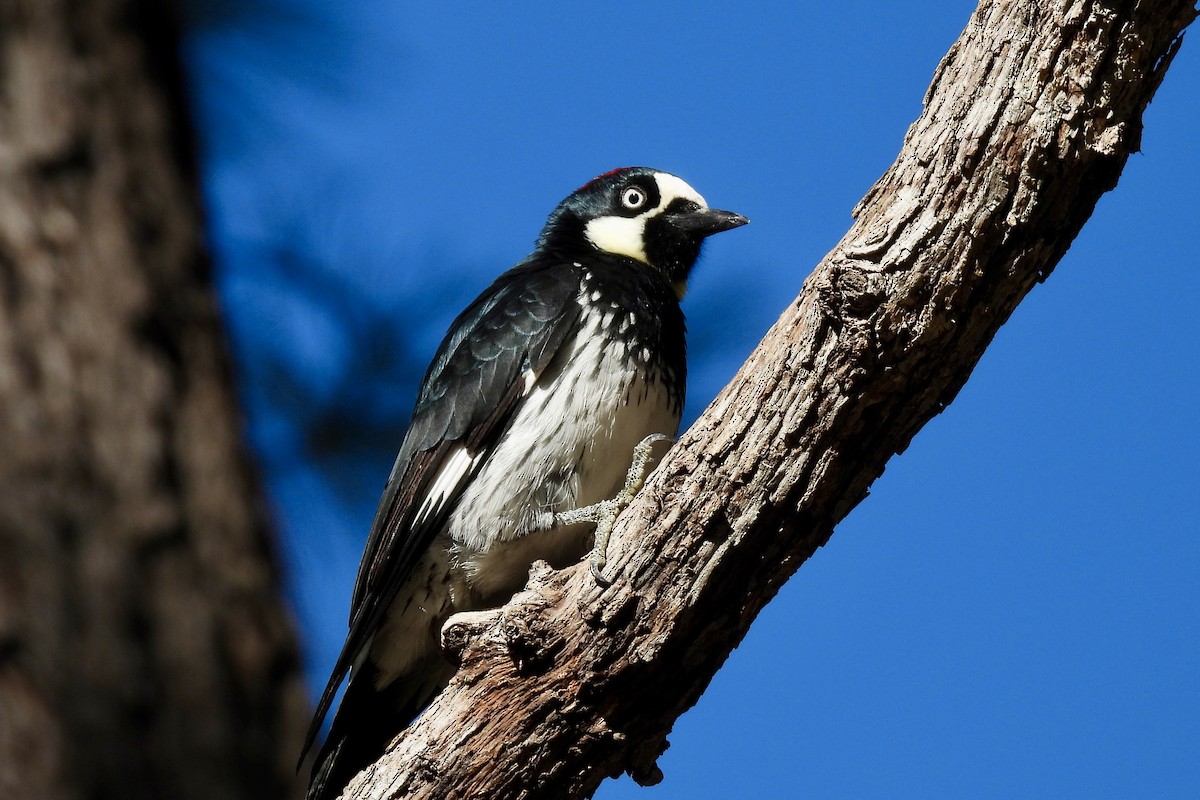 Acorn Woodpecker - ML644056675