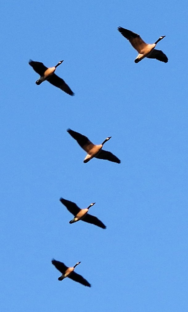 Canada Goose (canadensis Group) - ML644056684