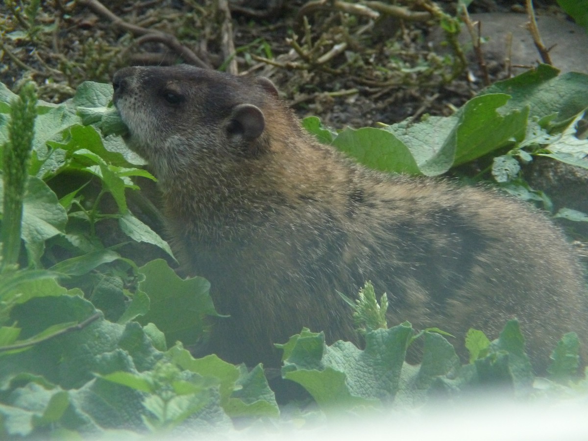 Animals - ML644056685