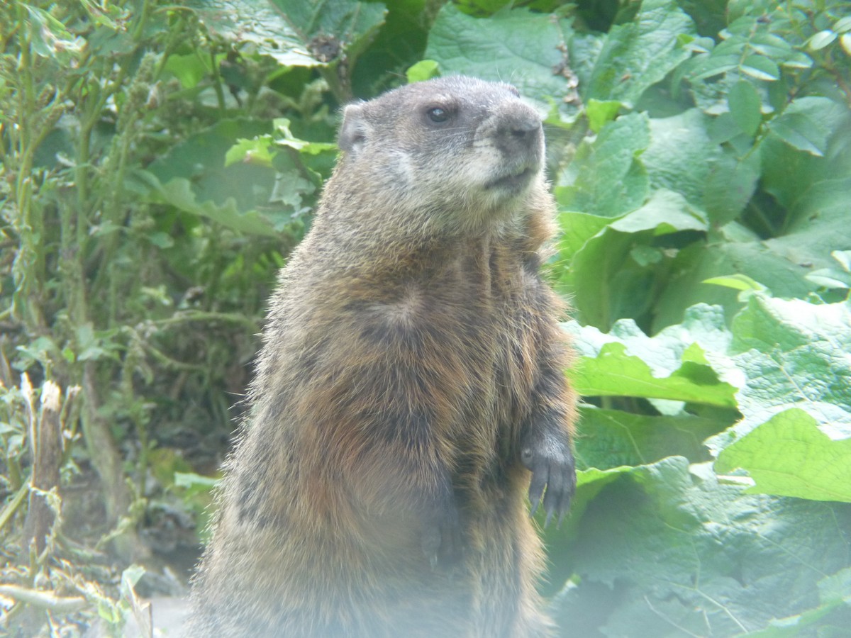 Animals - ML644056688