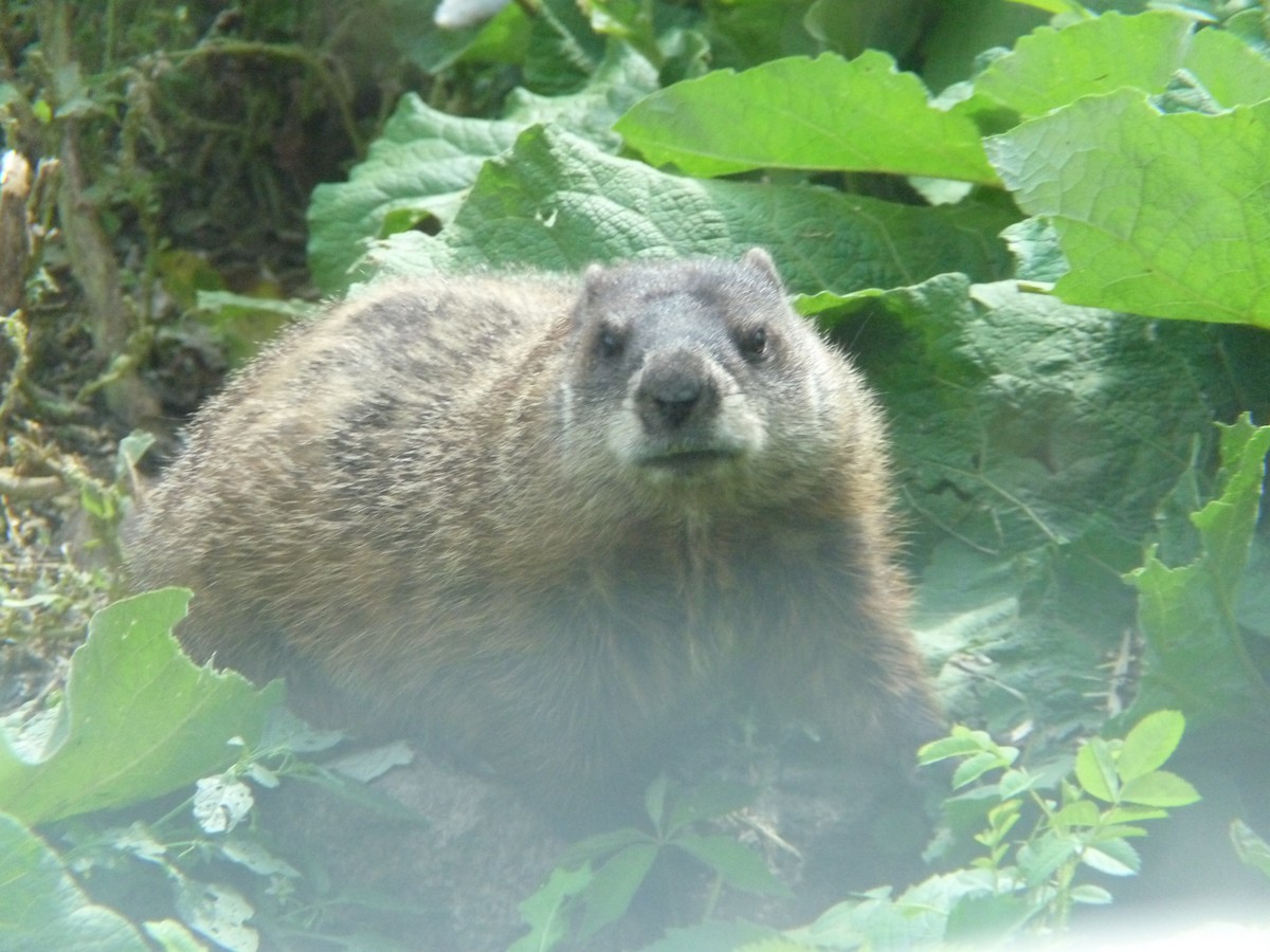 Animals - ML644056691