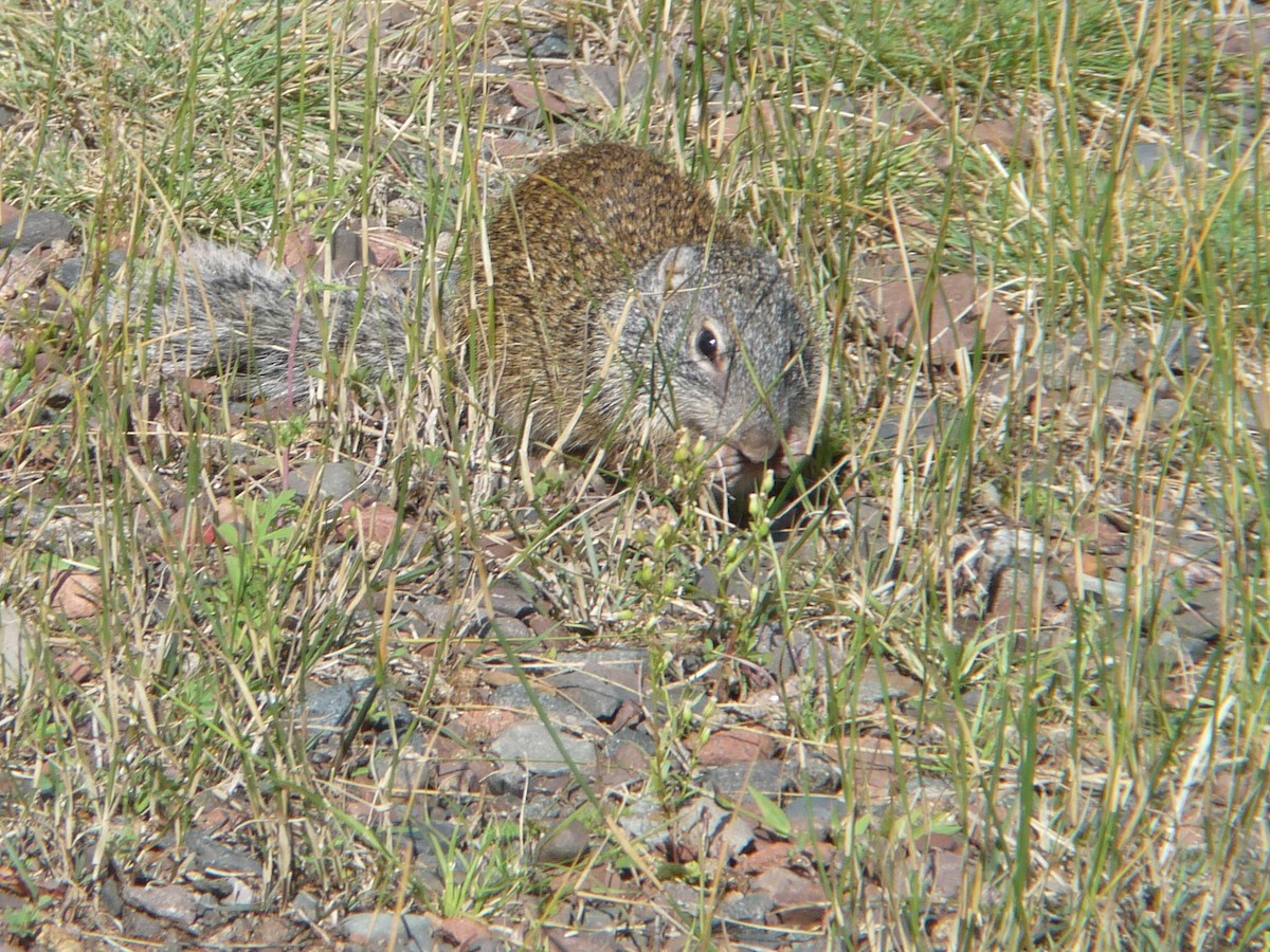 Animals - ML644056695