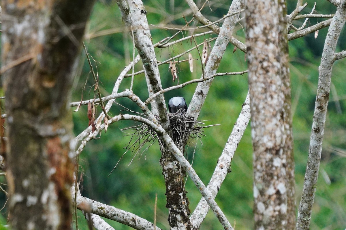 Plumbeous Kite - ML644056699
