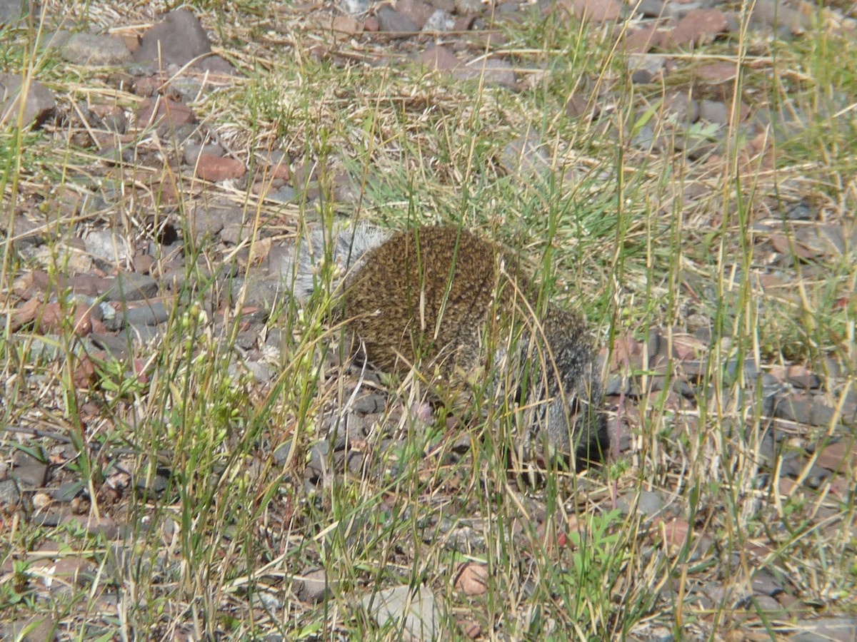 Animals - ML644056700