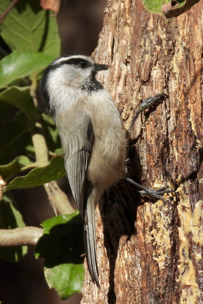 Mountain Chickadee - ML644056717