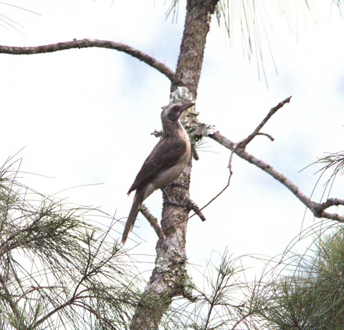 hjelmmunkefugl - ML644056730