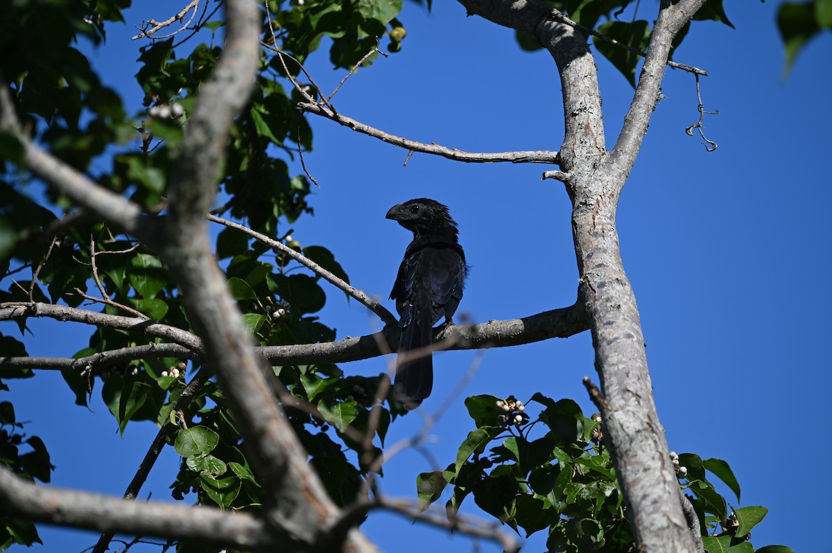 ani rýhozobá - ML644056738