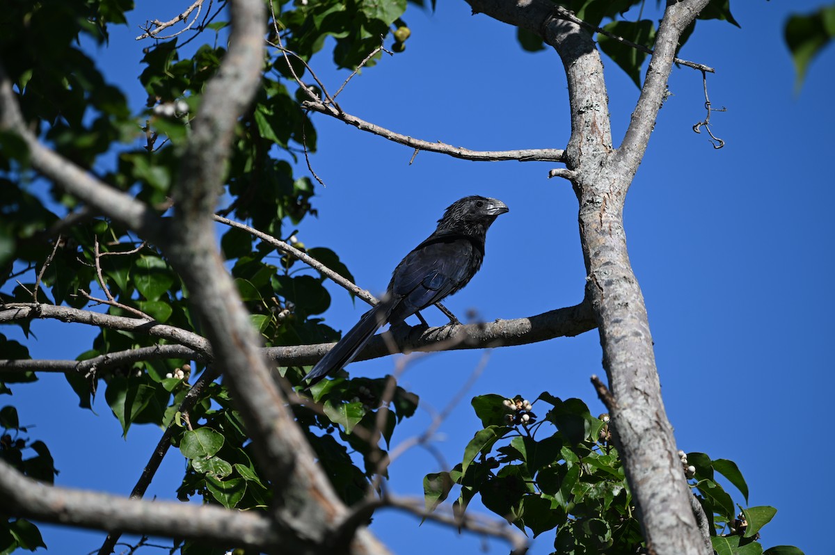 ani rýhozobá - ML644056739