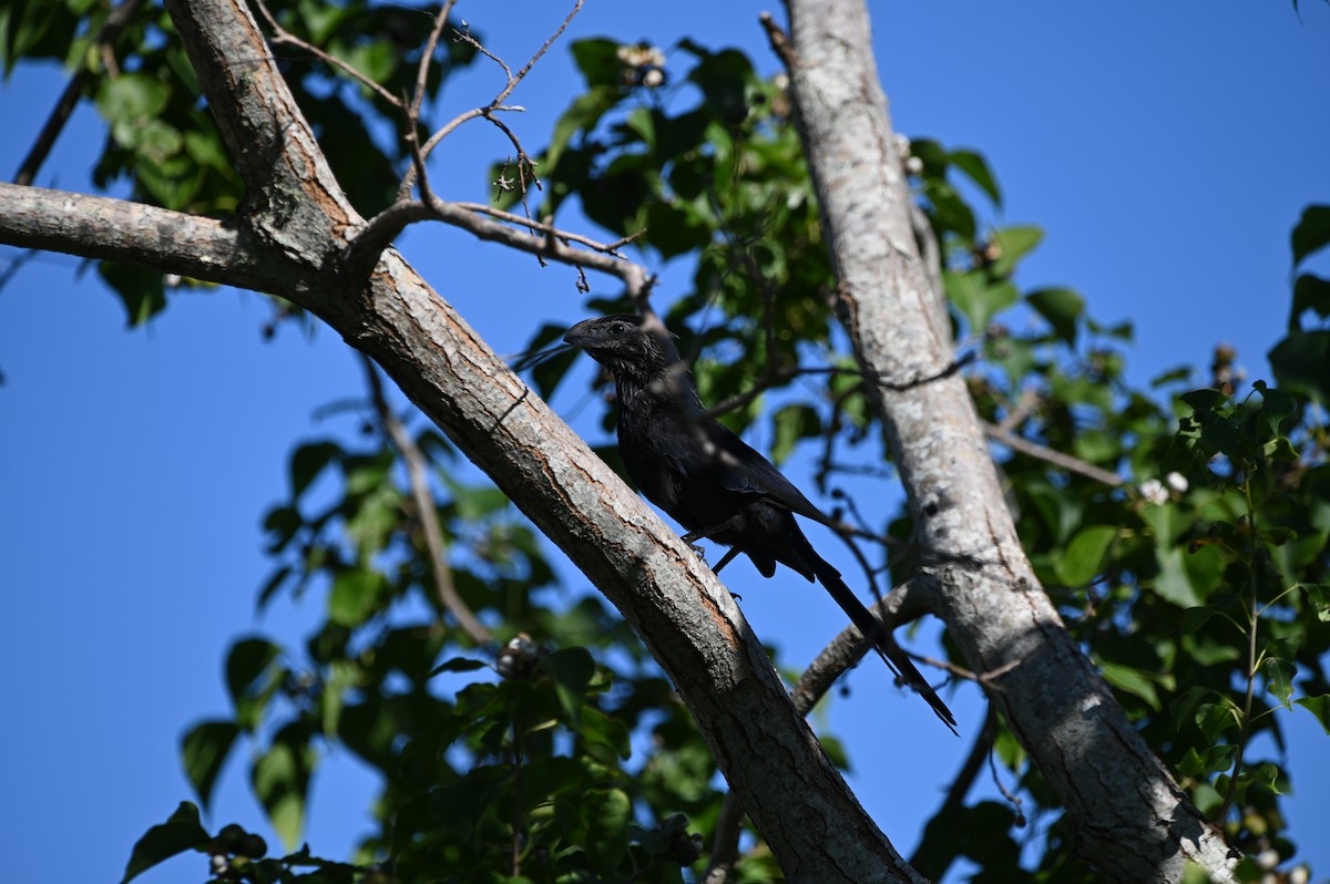 ani rýhozobá - ML644056740