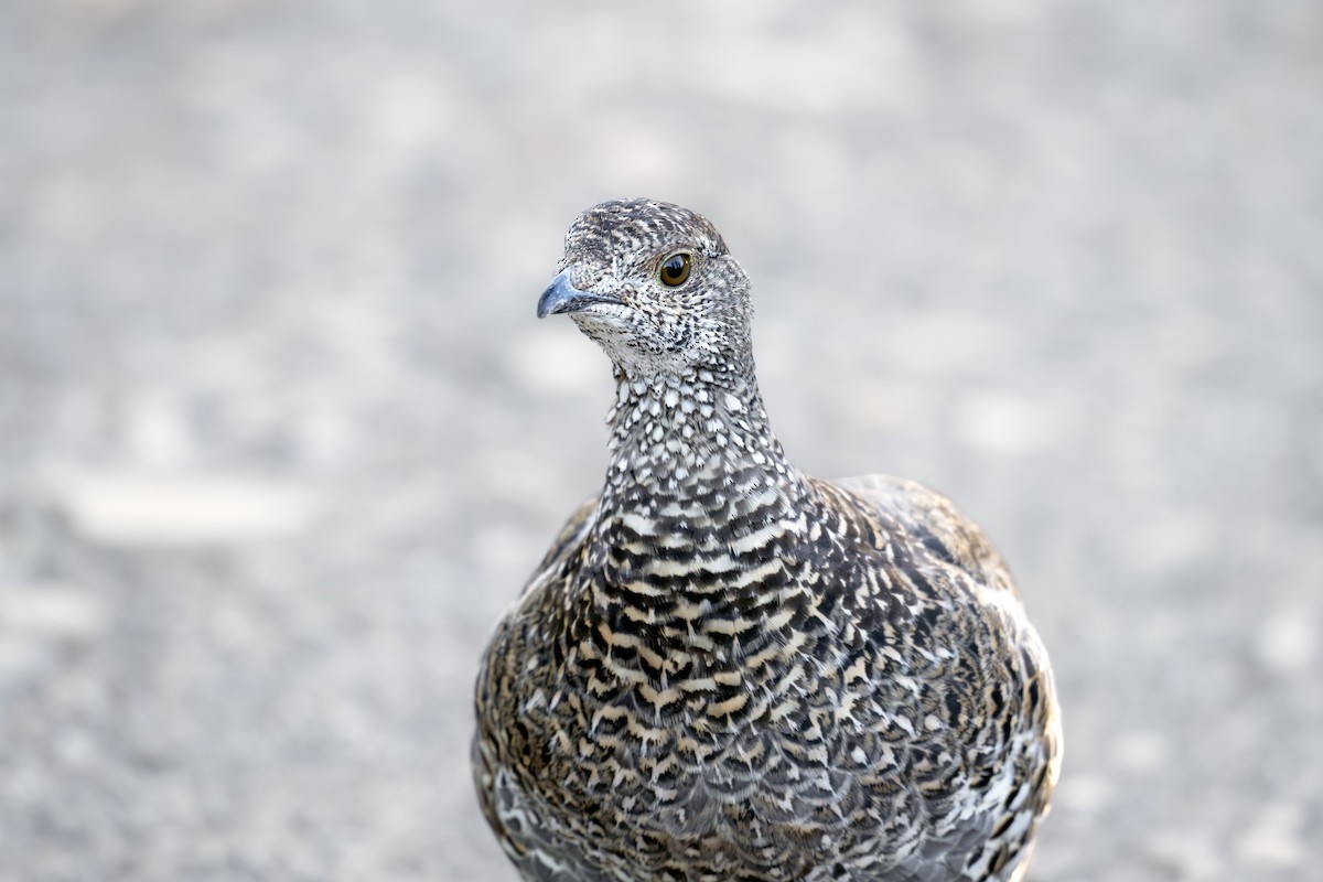 アオライチョウ - ML644056742