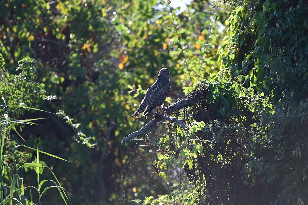 Buteo sp. - ML644056743