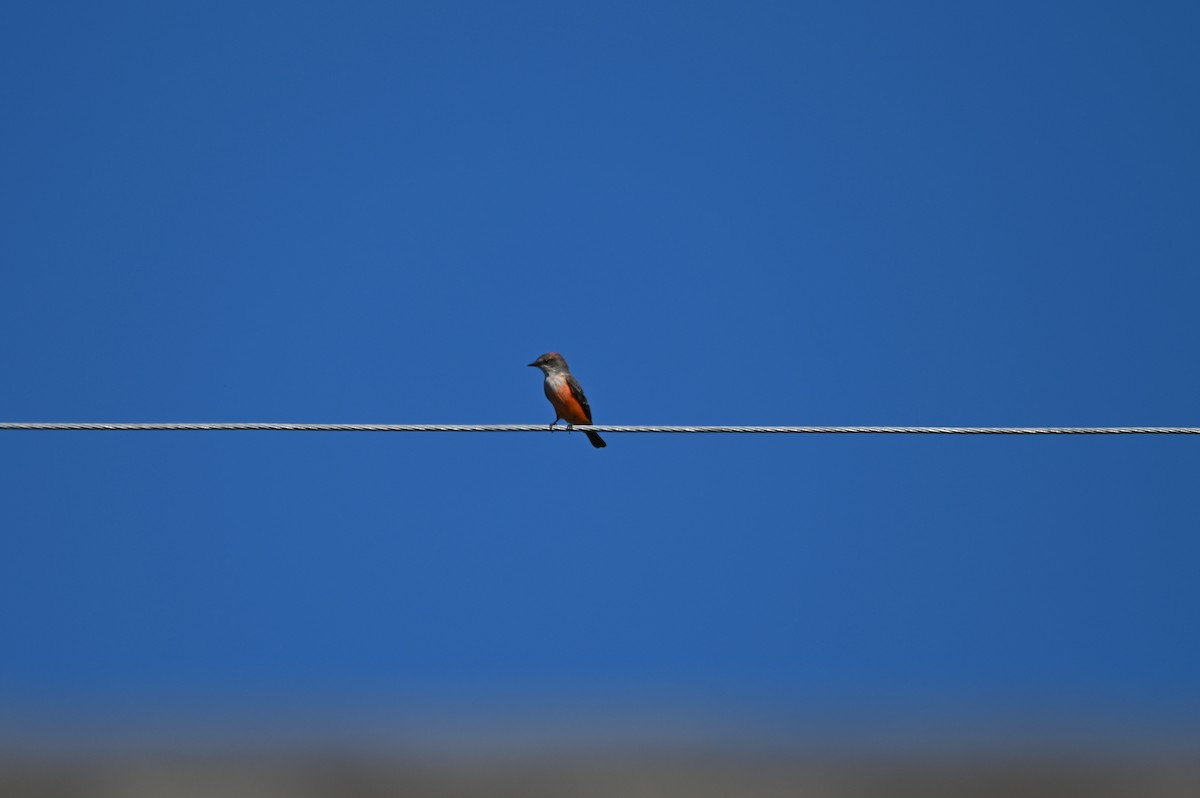 Vermilion Flycatcher - ML644056752