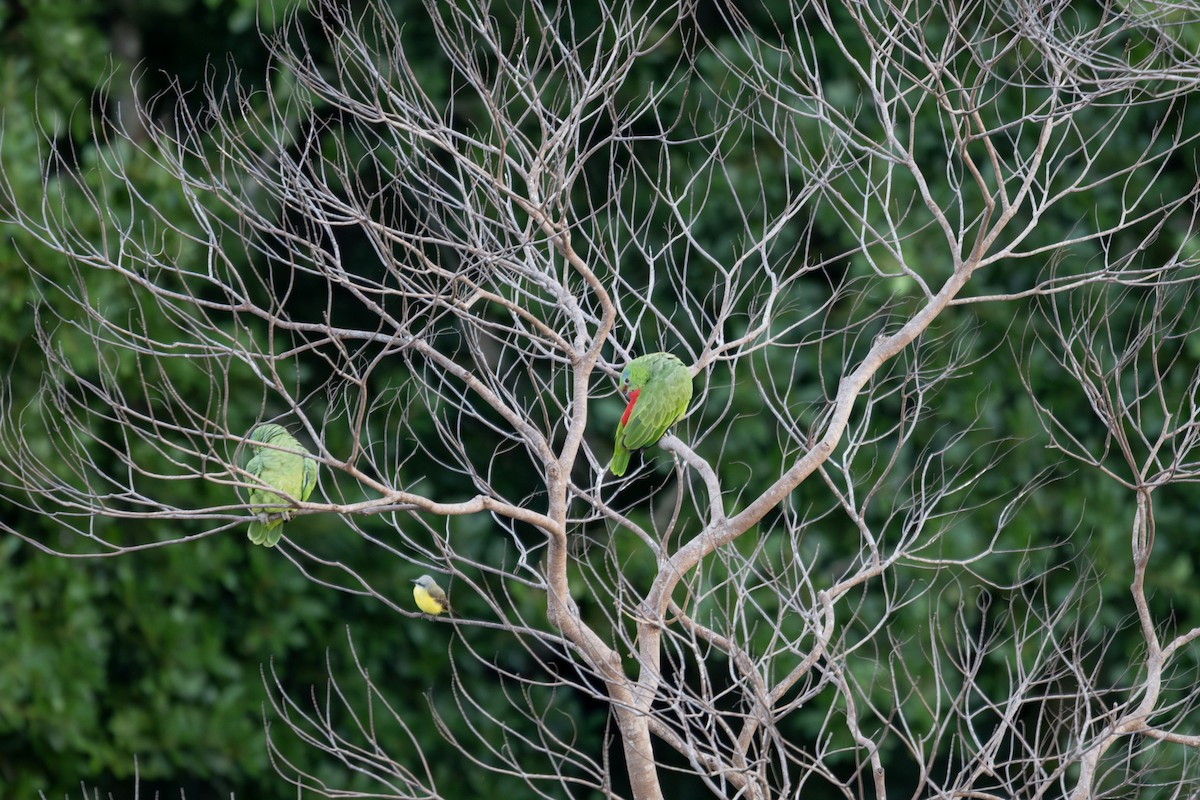 Festive Amazon - ML644056764