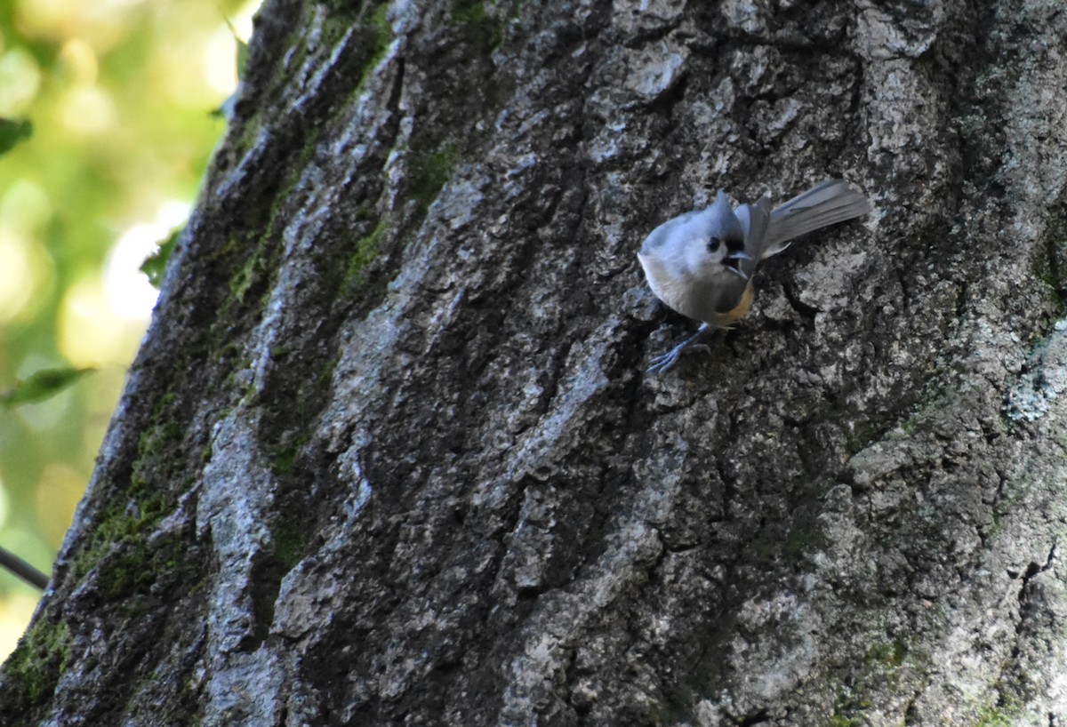 Tufted Titmouse - ML644056777