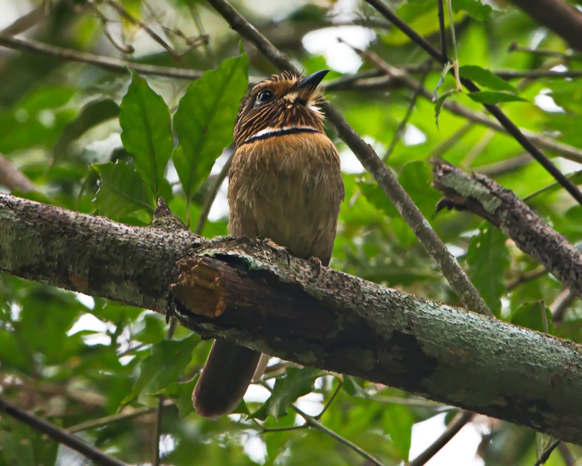 Crescent-chested Puffbird (Greater) - ML644056811